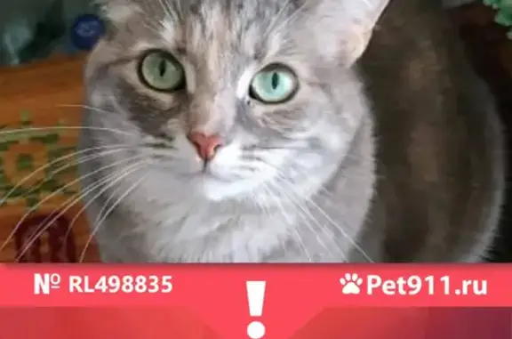 Кошки потеряшки, Санкт-Петербург, фото: Потеряшка кошка на Светлановском проспекте, д. 35