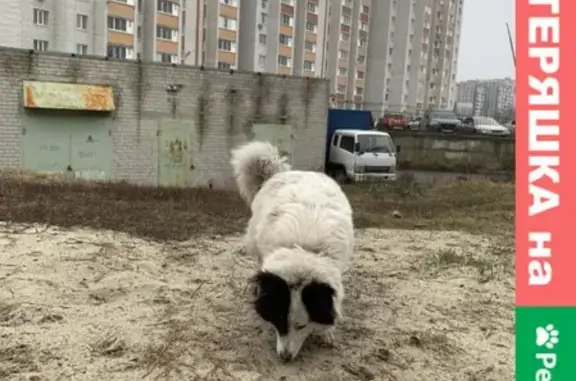 Собака найдена на пр. Хрущёва, 40 в Курске