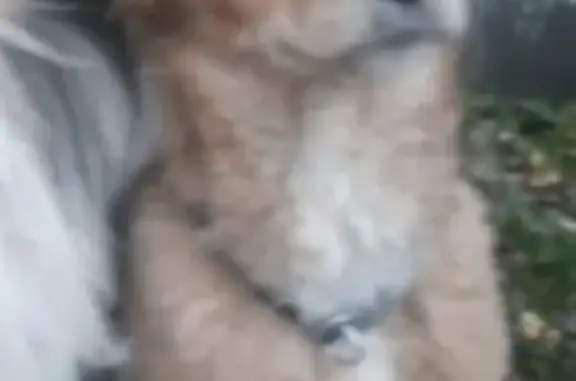 Собаки потеряшки, Томск, фото: Потеряшка рыжая собака в районе дома книги, Томск