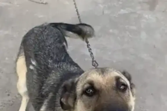 Собаки потеряшки, Ульяновск, фото: Потеряшка собака на пр. Нариманова, Ульяновск