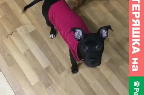 Собаки потеряшки, Калининград, фото: Потеряшка собака на Люблинском шоссе, Калининград