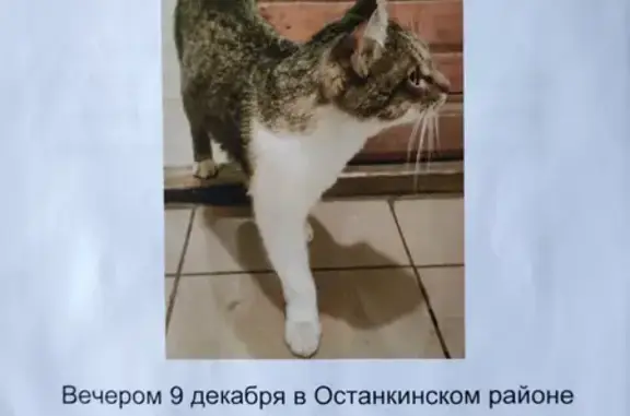 Найден кот на Аргуновской улице