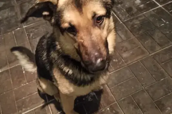Найдена домашняя собака на улице Береговой, Чехов