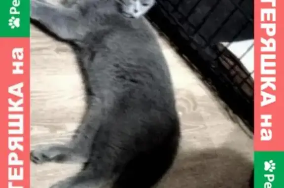 Найдена британская кошка возле зоомагазина у м. Новогиреево