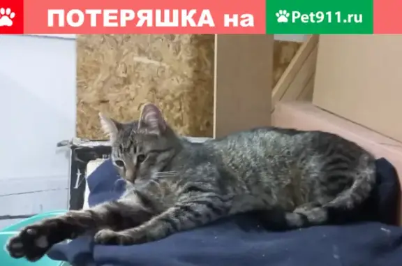 Найден кот в Красногвардейском районе, Свердловская набережная, д. 60