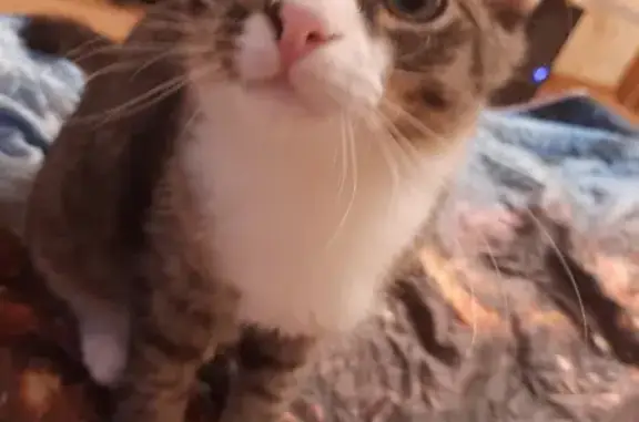 Кошки потеряшки, Санкт-Петербург, фото: Потеряшка кот Тиша на Выборгском шоссе 23 к 3