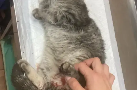 Найдена кошка на улице Остужева, Воронеж
