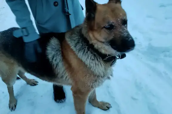 Собака найдена в Турыгино с ошейником