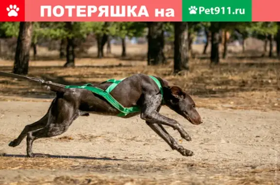 Пропала собака в Волгограде: помогите вернуть домой!
