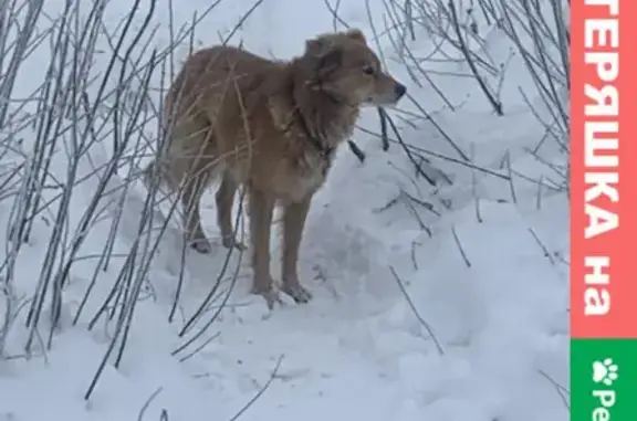 Собака бегает в лесу рядом с Коренево, ищем хозяина!