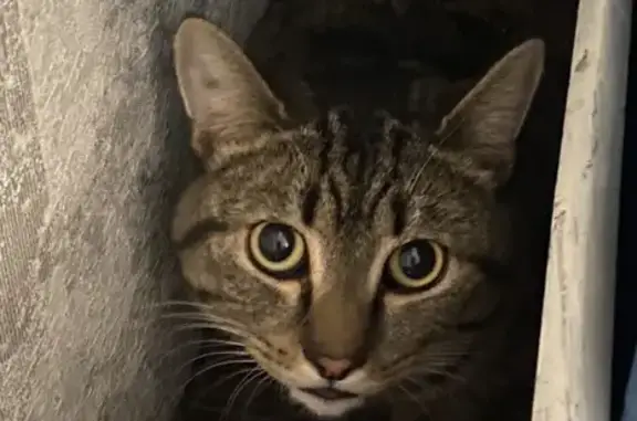 Найдена кошка на улице Федорова, 12!