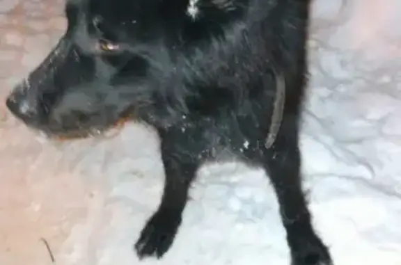 Найдена чёрная собака на Знамя Октября