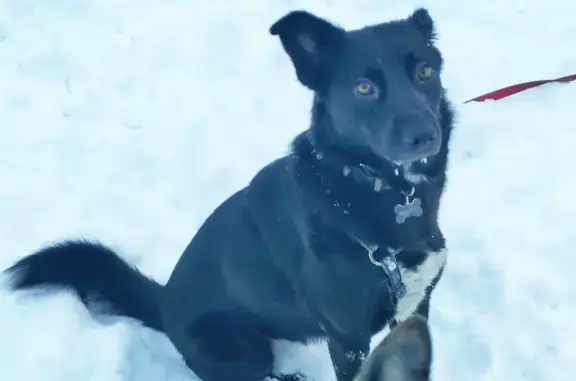 Найдена собака в Тайнинке, просьба репост
