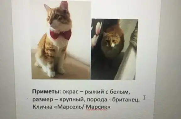 Объявления о пропавших и найденных животных, Саранск, фото: Пропала кошка Марсик на Дачной ул. (Берсеневское поселение)