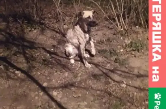 Найдена собака с переломанной лапой в Краснодаре