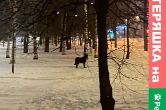 Найдена собака на Богатырском проспекте