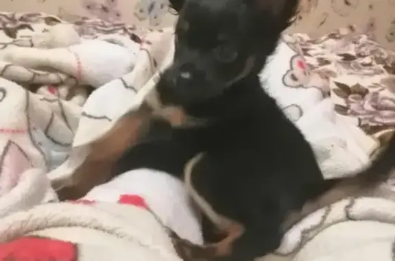 Собаки потеряшки, Ульяновск, фото: Потеряшка собака на улице Любови Шевцовой, 9 в Ульяновске