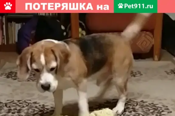 Пропала собака бигль по кличке Зиновий в лесу Полян, Московская область
