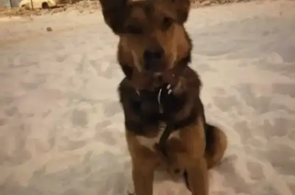 Пропала собака на Берёзовой аллее, Зеленоград