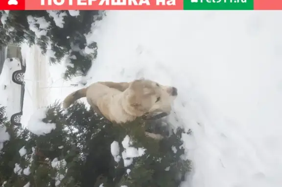 Собака Кобель найдена на Охотном Ряду, Москва