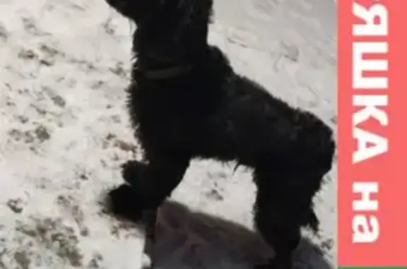 Найдена собака на остановке 59 квартал, ул. Машиностроителей, Усолье-Сибирское