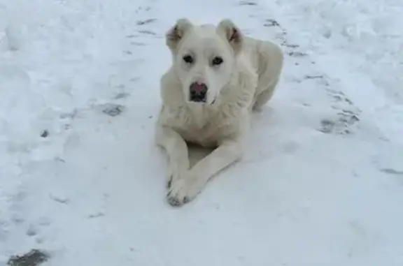 Пропала собака в ДНП 