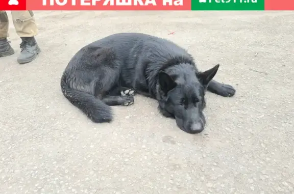 Найден щенок немецкой овчарки на ул. Клары Цеткин, Липецк