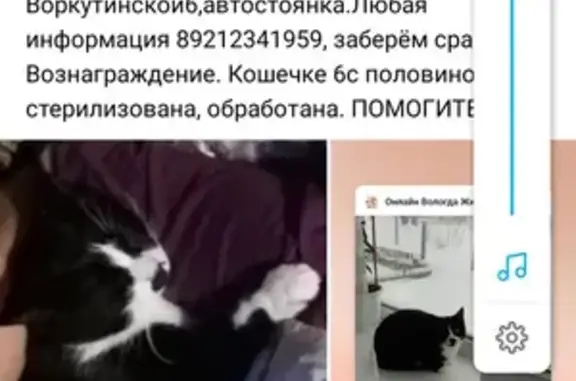 Пропала кошка Кися, ул. Архангельская, д. 27, Маурино.