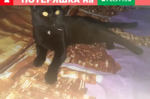 Пропала кошка Тимоша на Первомайской, 19