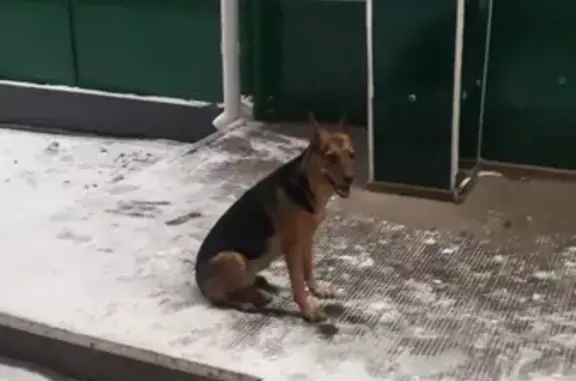 Найдена собака на Можайском шоссе, 40, Одинцово.
