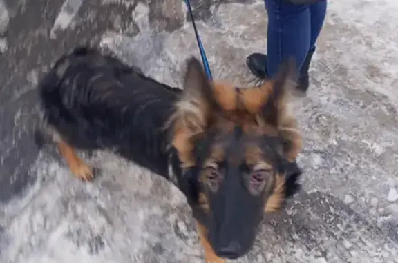Собака найдена на Самаркандском бульваре, 13 к1, Москва.