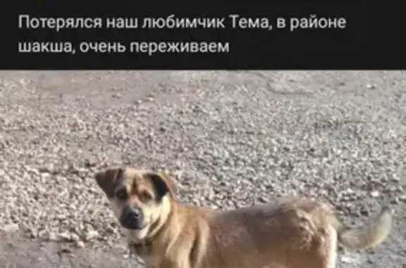 Пропала собака на Производственной улице, Уфа