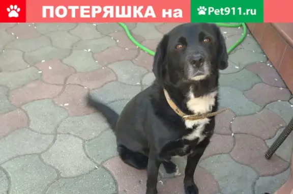 Пропала собака в районе Весенняя, Владивосток