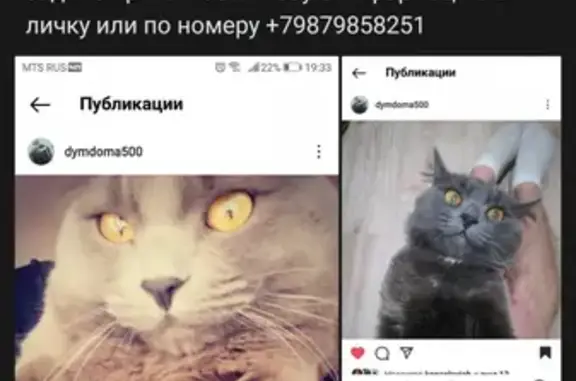 Кошки потеряшки, Тольятти, фото: Потеряшка кошка 