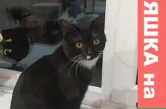 Кошки потеряшки, Казань, фото: Потеряшка кошка Бакс на Минской, 32 в Казани