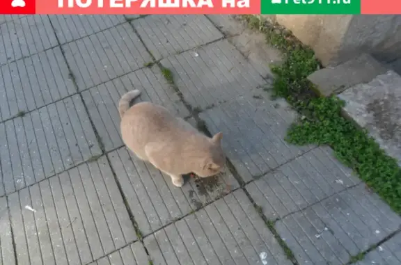 Найден пушистый рыжий кот на Стахановской улице