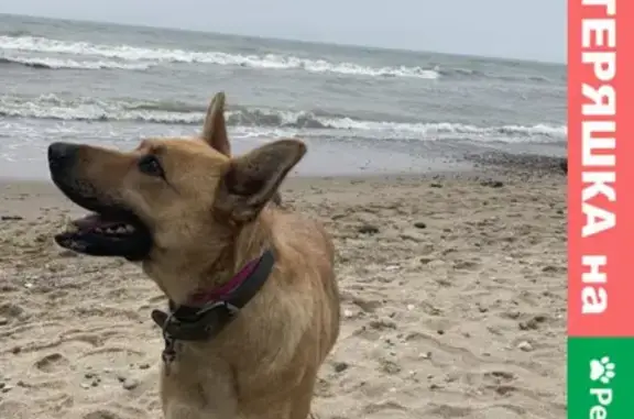 Собаки потеряшки, Калининград, фото: Потеряшка собака в Калининграде.