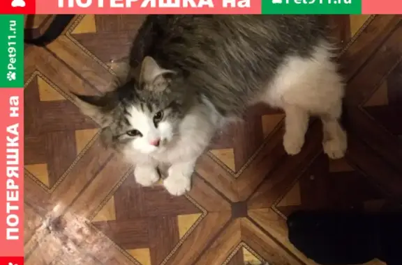 Найдена кошка на Комсомольском проспекте, 11, Люберцы.