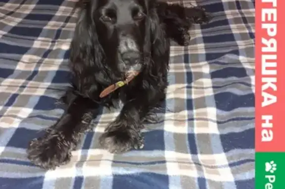 Найденные животные Ростов-на-Дону, фото: Найдена собака в Болгарстрое, Ростов-на-Дону