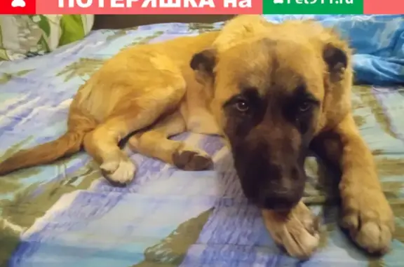 Найдена собака на ул. 25 Января, 52 в Воронеже