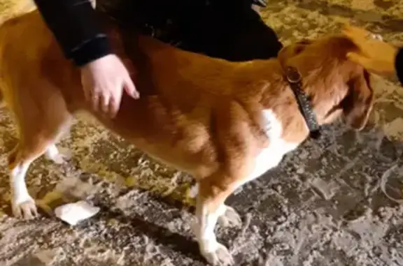 Найдена собака в Котельниках