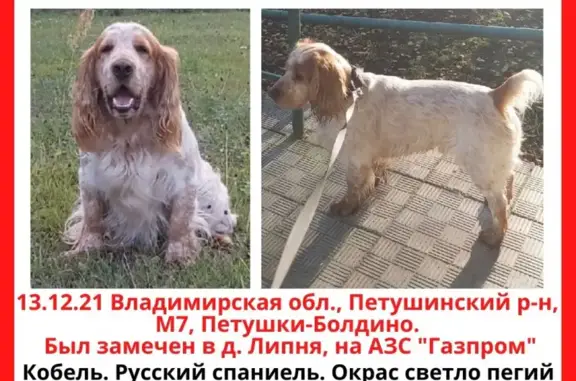 Пропала собака в Липне после ДТП