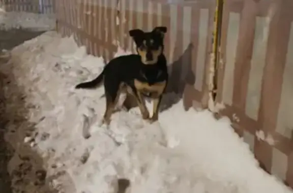 Собака найдена на Беломорской, 23