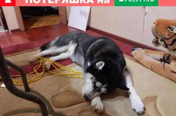 Собака с ошейником 46К-2230 найдена в поселении Щаповское