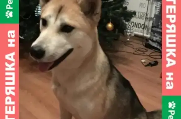 Найдена ухоженная собака в Москве, м. Бульвар Рокоссовского