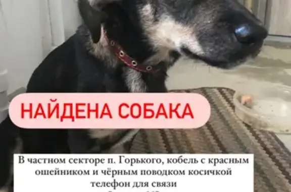 Найдена собака в посёлке Горького, Хабаровский край