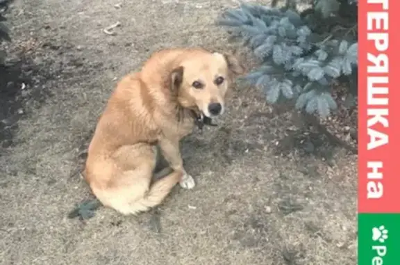 Найдена рыжая собака с ошейником в Челябинске, Greenplex 110 к1