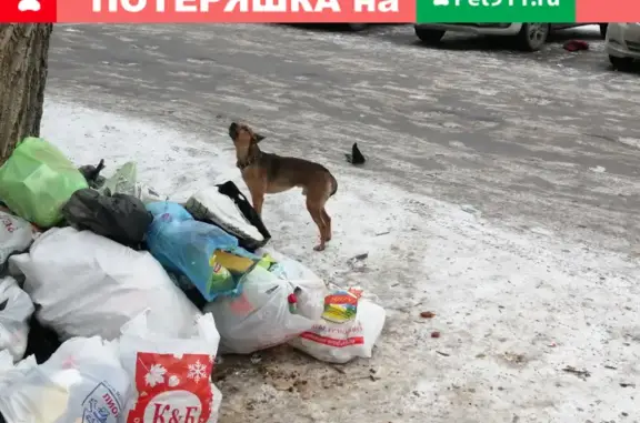 Собака в тёмном ошейнике на ул. Избирателей, 110