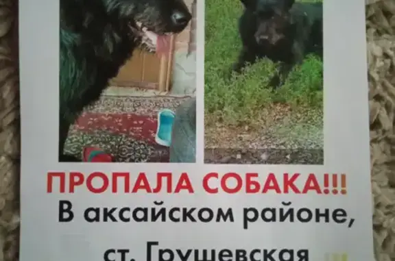 Пропала собака Джек в Грушевском поселении, Ростовская область