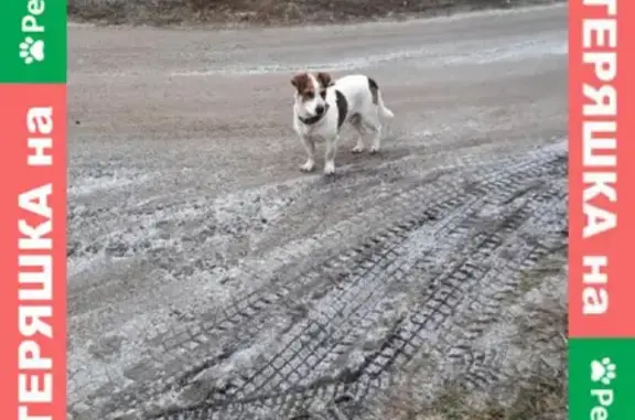 Найдена собака Кобель на улице Курчатова, Соколье, Липецкая область